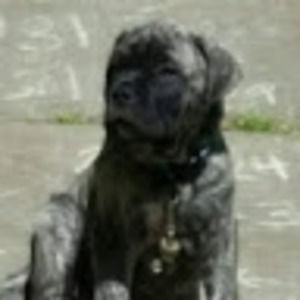 Meet your Posher, Thorne